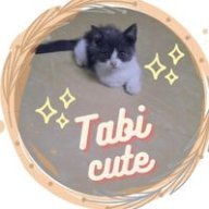 Tabicute