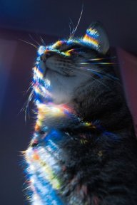 minhphats