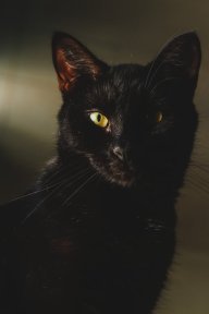 Lost Cat