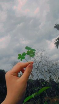 Hồng trà dâu tây