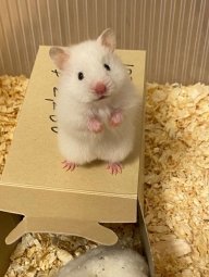 Tuyencute270506