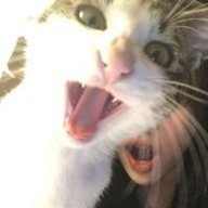 annhnhi