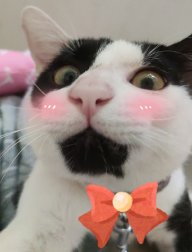lynhuoc11