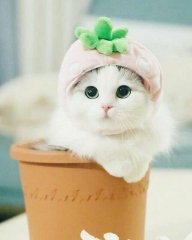 Siêu Giải Trí