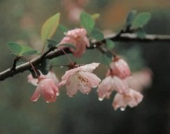 Vanh888