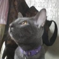 nemchuaaaaaaaaa