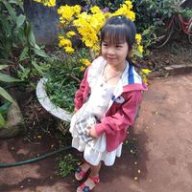 Mộng yểu