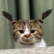 CaTree