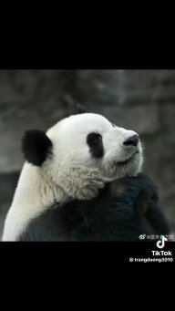 Lê lười