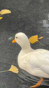 Myngnn