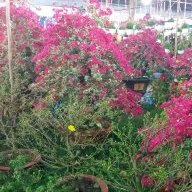 Chỉ Xích Thiên Nhai