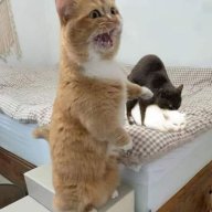 chờ cưới jungkook