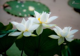 Dã Liên Tây Hồ