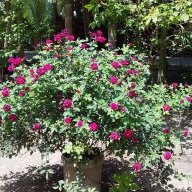 NGUYỄN THANH TOÀN