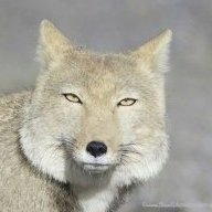 Một Sắc Câu Nhân