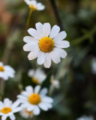 chamomile