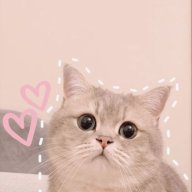 Bé mèo tên Bao