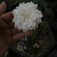 Dòng Suối Nhỏ