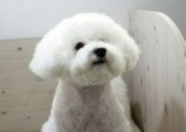 LOEYOUNG