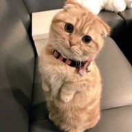 _HoangHauNuongNuong_