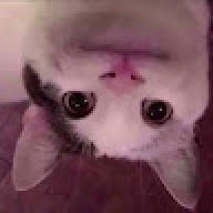 Linnocct