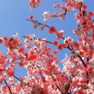 Peach Blossom