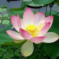 lizquiehui