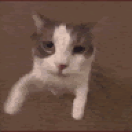 meocamhamhoc