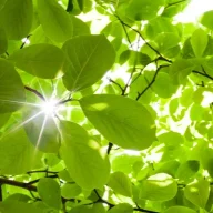 Phượng Hồng Nhật