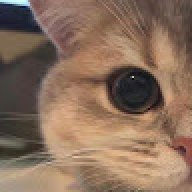 mimikitten