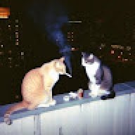 catdreams