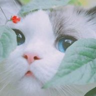 Lam Thường Nguyệt