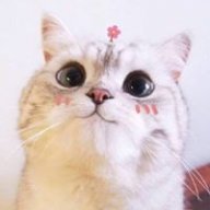 Vy Tiếu