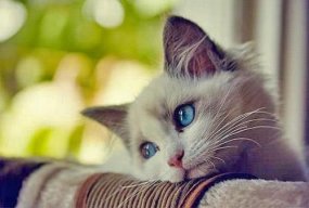 Miêu Miêu Lão Bản