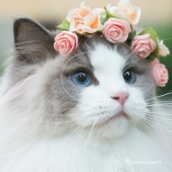 Mèo Cào