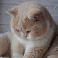 Nhật Thủy Hân Tư