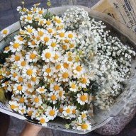 Tình Đầu