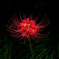 Tương tư chính mình