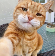 Hoa nở về đêm