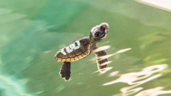 Mary the Turtle