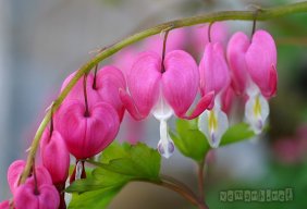 Nặc Sùng Bất Hảo