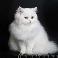 Mèo lười bóng đêm