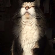 Mèo Mù Vớ Phải Cá Thối