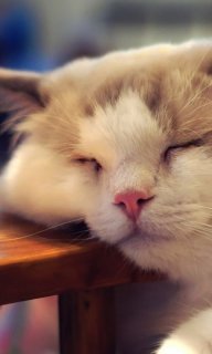 Nyanko