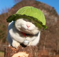 _Nhung_313_