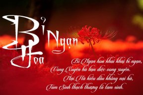 Trái tim cần anh