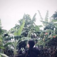 Lùn1811