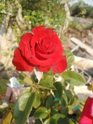 hoahongxanh94