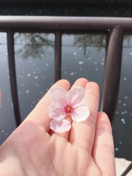 Minmi