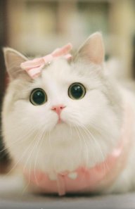 Mieuniang